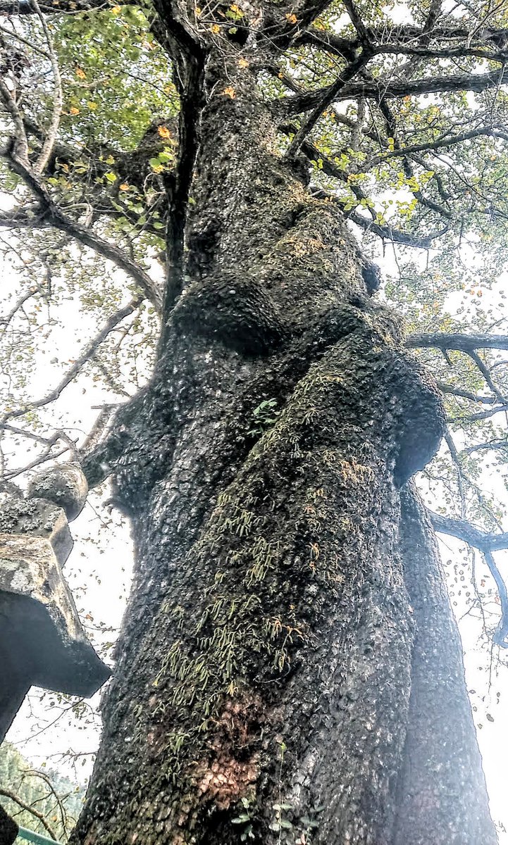 goshinbokupwr's tweet photo. 今日は、東吾妻町の絹笠神社の御神木(稲田のヤマナシ)🌳で癒やしを🌈木の妖精🧚さんのような御神木さんの濃い目のウインクで、気持ち穏やかにお過ごしください☀️#御神木　#ご神木　#巨樹　#パワースポット　#東吾妻町 https://t.co/qfWC86mlZu