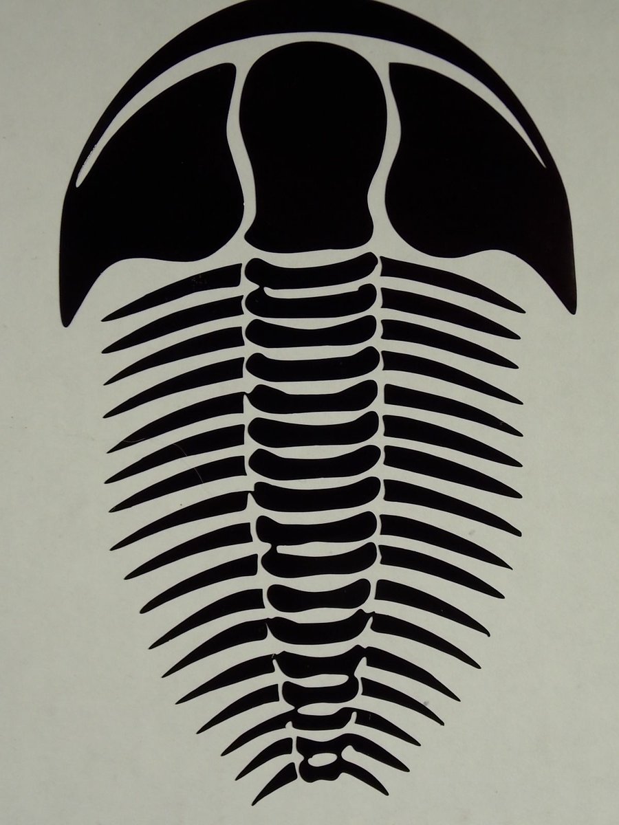 rubrics4life's tweet photo. A trilobite is another tattoo option I like. Still looking for the right design, and stylized versus natural. Hmmm....
#ScienceInk https://t.co/wfIjWTJzKM