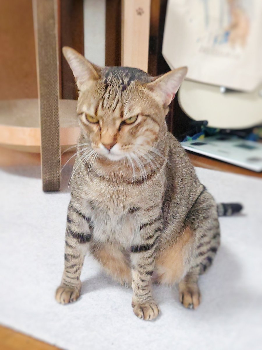 ブラッシングされて激怒する猫さんに小声で おやつ と言ってみたら わかりやすく表情を変えてとても可愛い Togetter