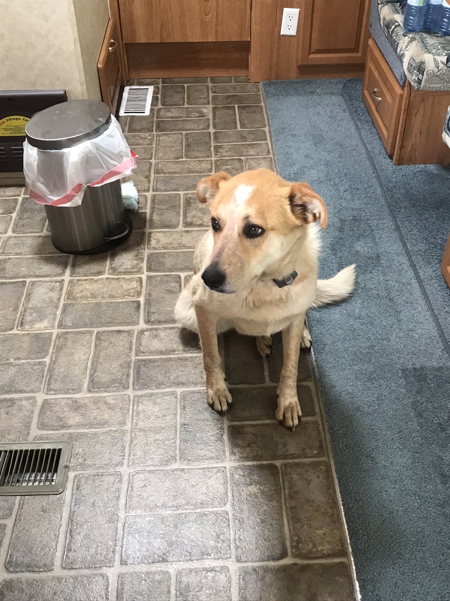 Stach Farms Charolais,Karen Stach tweet media