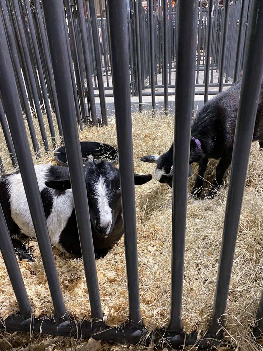 at a petting zoo and ran into little goats and i thought abt u <a href="/KNIGHTCFWANDS/">?</a>