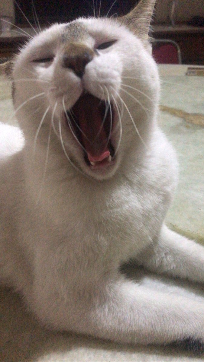 BenDeGen88's tweet photo. @DroopyDrewFR MY CAT! I mean look at him. https://t.co/ygFi1fAnSH