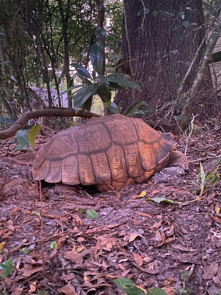 GvilleComputer's tweet image. Well the models for hurricane Ian are looking  better for our area here in Gainesville, but my tortoise knows it is time to hunker down. 

He’s smart. 

Be like the tortoise.