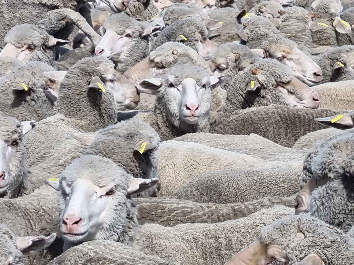 Next generation <a href="/EldersLimited/">Elders</a> stockie helping get these <a href="/BarlooStud/">Barloo Stud</a> blood ewe hoggets ready for sale next Wednesday at Mingenew. Sale simulcast on <a href="/AuctionsPlus/">AuctionsPlus</a>. 400 approx July shorn, viper off shears, 58 kg score 3