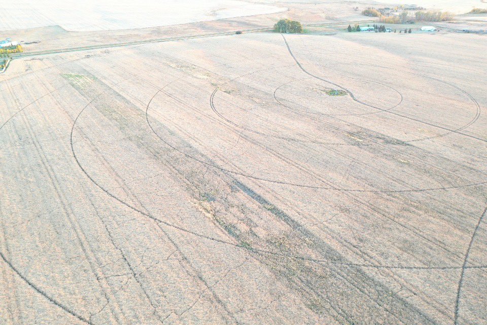 PremiumAg's tweet photo. #phosphorus field trial #harvest22 countdown. Eye in the sky is pretty black and white! No P applied for 4 years looks to be detrimental... @CSE_ERTH @Rep_Nutrients https://t.co/cPxwkY7dwi