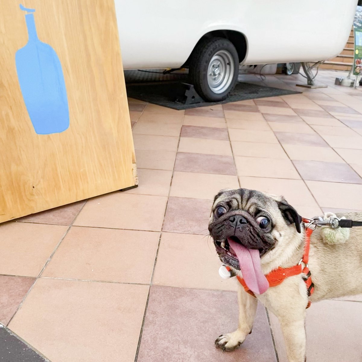 bluebottlejapan's tweet photo. ãçŠå²¡åžçŸè¡é€šãã¢ãããŒãåºå Žã®
#ãã«ãŒããã«ã³ãŒããŒãã©ãã¯ ã«æ¥ãŠããã
ðãã£å€ª
ðããŸãš
ðããªã€
ðãã¯ã
#DogsOfBlueBottle
#ãã«ãŒããã«ã³ãŒã㌠https://t.co/xs0YkMeDj0