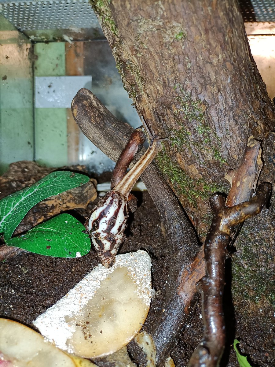 saph_snails's tweet photo. Stretch https://t.co/RZ7ofHJ9Gg