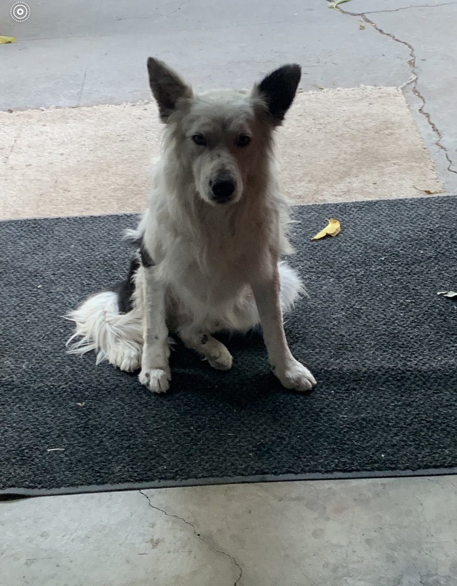 TobinShort's tweet image. Sweet Border Collie mix approx 3 yrs old in need of home asap in the San Joaquin Delta/Stockton/Tracy CA area!!  Please DM me ASAP if you can foster or adopt him before my neighbor takes him to the shelter!!  #rescue  #fosteradog #bordercollie