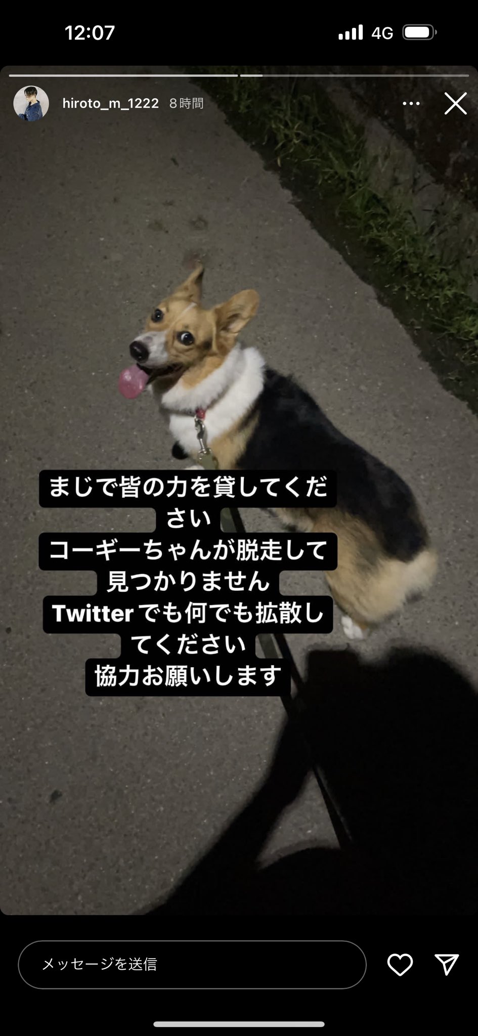 犬脱走 Twitter Search Twitter
