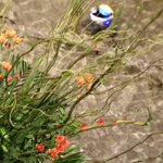 ツイートに含まれる画像