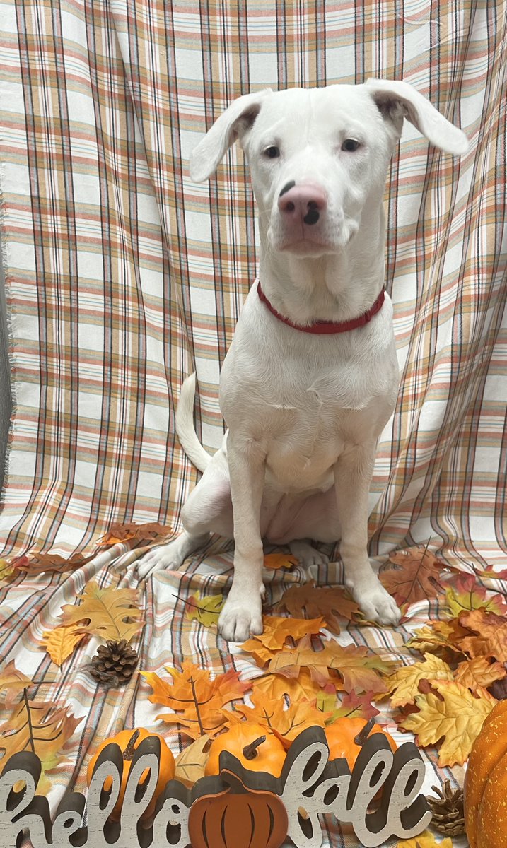 Don't forget to sign up for my Patreon to hear "My Dog's Silent World". She's too cute to pass up!