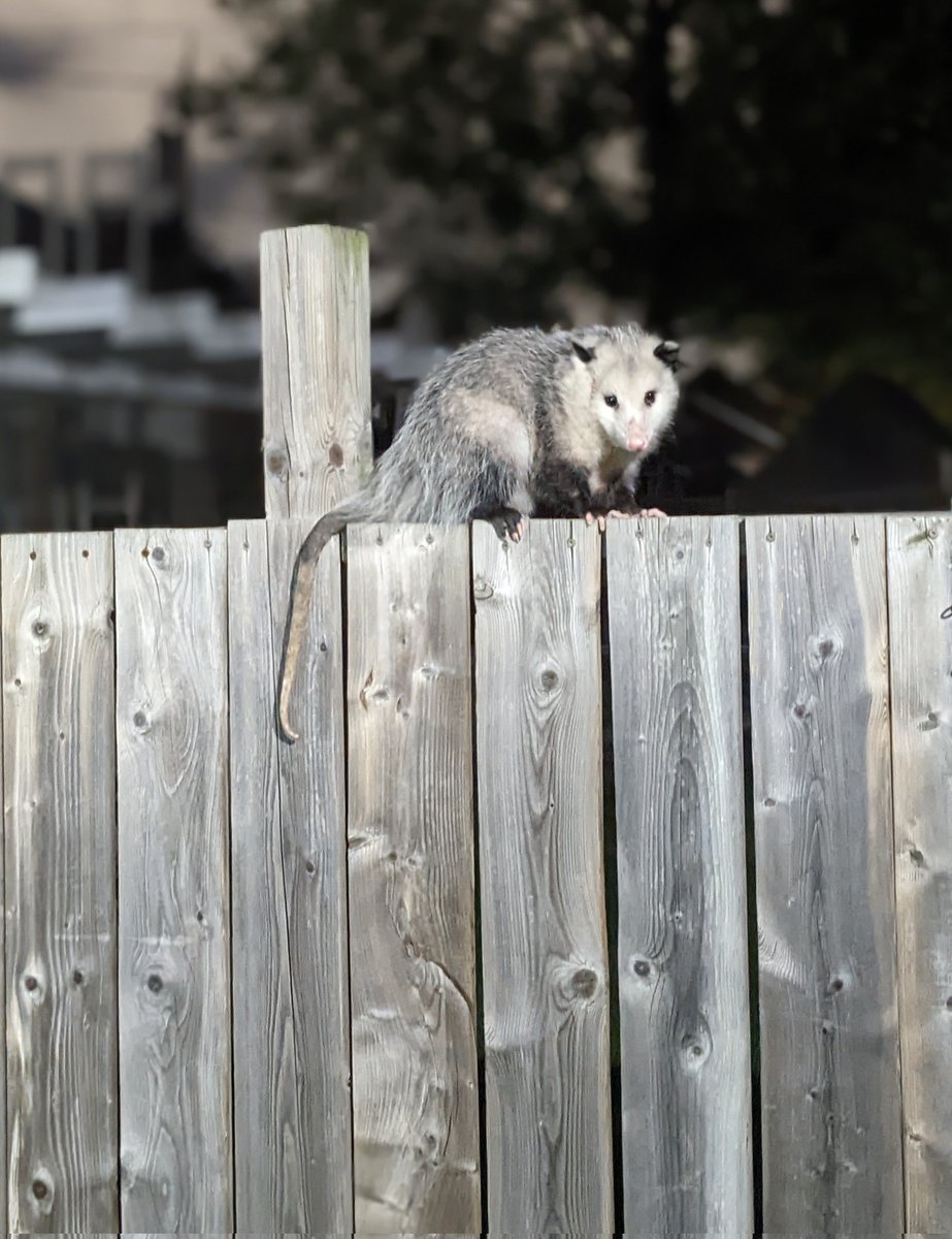 A new friend stopped by!!!!