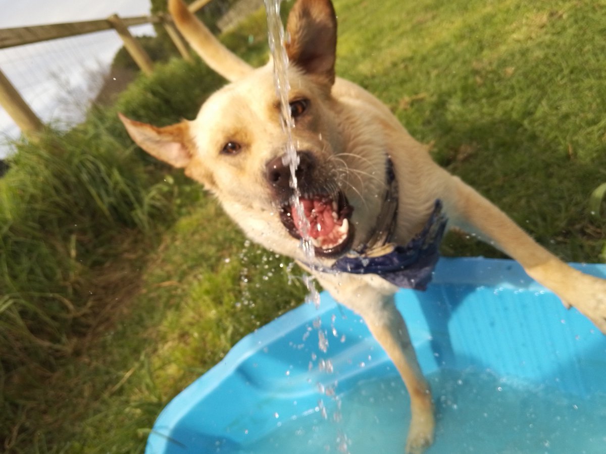 Butters_diary's tweet photo. Some late afternoon water fun with the new phone camera~ https://t.co/Cr8Iwf5Ens