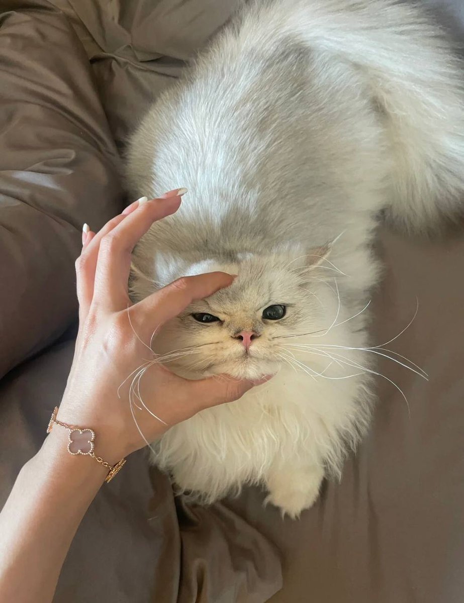 “A cat has absolute emotional honesty: human beings, for one reason or another, may hide their feelings, but a cat does not.” 🥰🥰😻