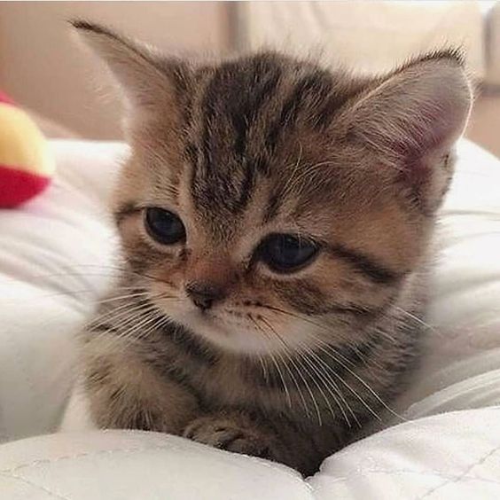 nehanatasha90's tweet photo. Things that make you go AWW! Like kittyy😍😻
#catslove #kittymeow #kittendaily #loveanimals #petinstagram #cutecatsblog #animalslove #catsphoto #kittenworld #petslife #catsofgram #catsmeow #meowlife #catsworld #petstagram #catsclub #kittenlover #petsworld https://t.co/5FYn8pde2V
