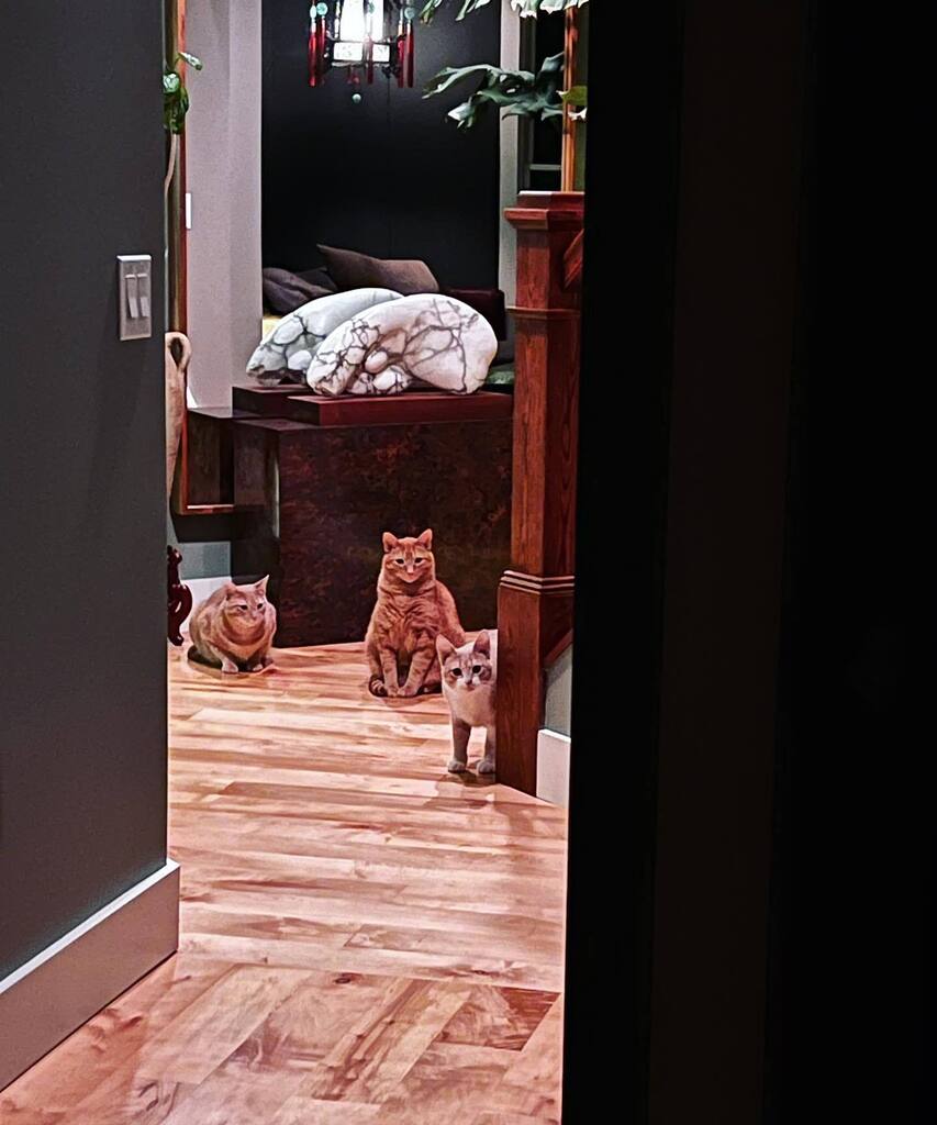 amidwestwitch's tweet photo. Come play with us, Danny. https://t.co/BVXEtnSIKs https://t.co/srHGm5pVmA