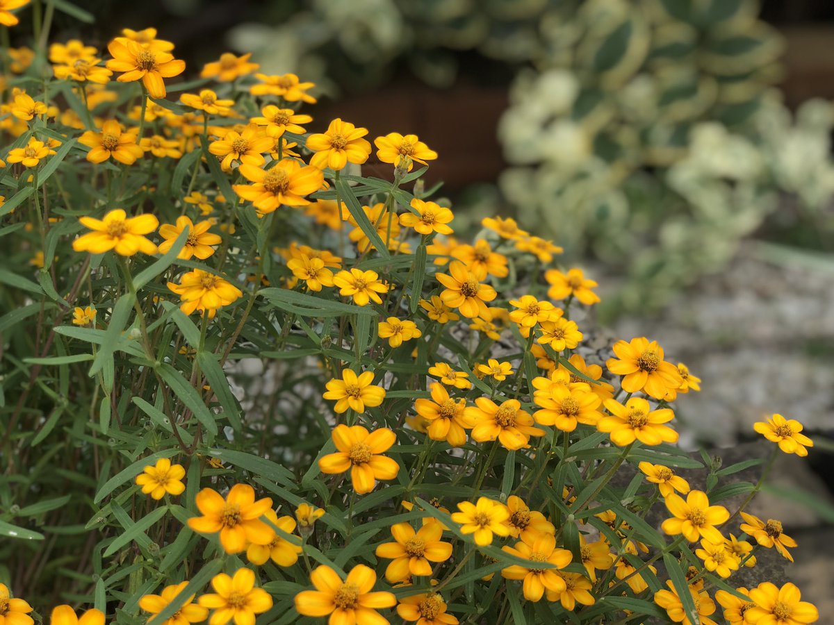 ジニア リネアリス Twitter Search Twitter ジニア リネアリス Twitter Search Twitter