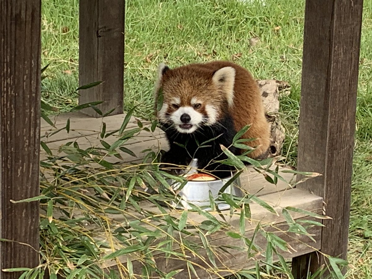 過ごしやすい気温なので、外組は午後からも外に出ています。 #鯖江市西山動物園 #レッサーパンダ　 #ニーコ #たいよう #モッチー