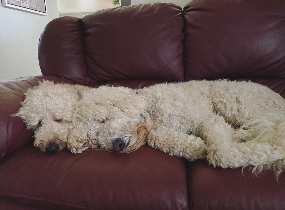 randanicki's tweet photo. don’t talk to me I’m crying over these pictures of my dogs https://t.co/DSegmvFPn8