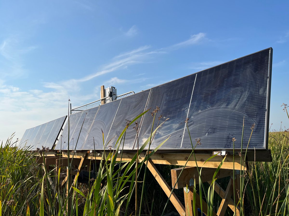 Autumn is coming! Cattails produce many fluffy seeds around our EC tower at the brackish marsh.
To make the best use of the shortened daylight hours, we adjusted the angle of solar panels to get prepared for the first winter at the new  #BlueCarbon site!