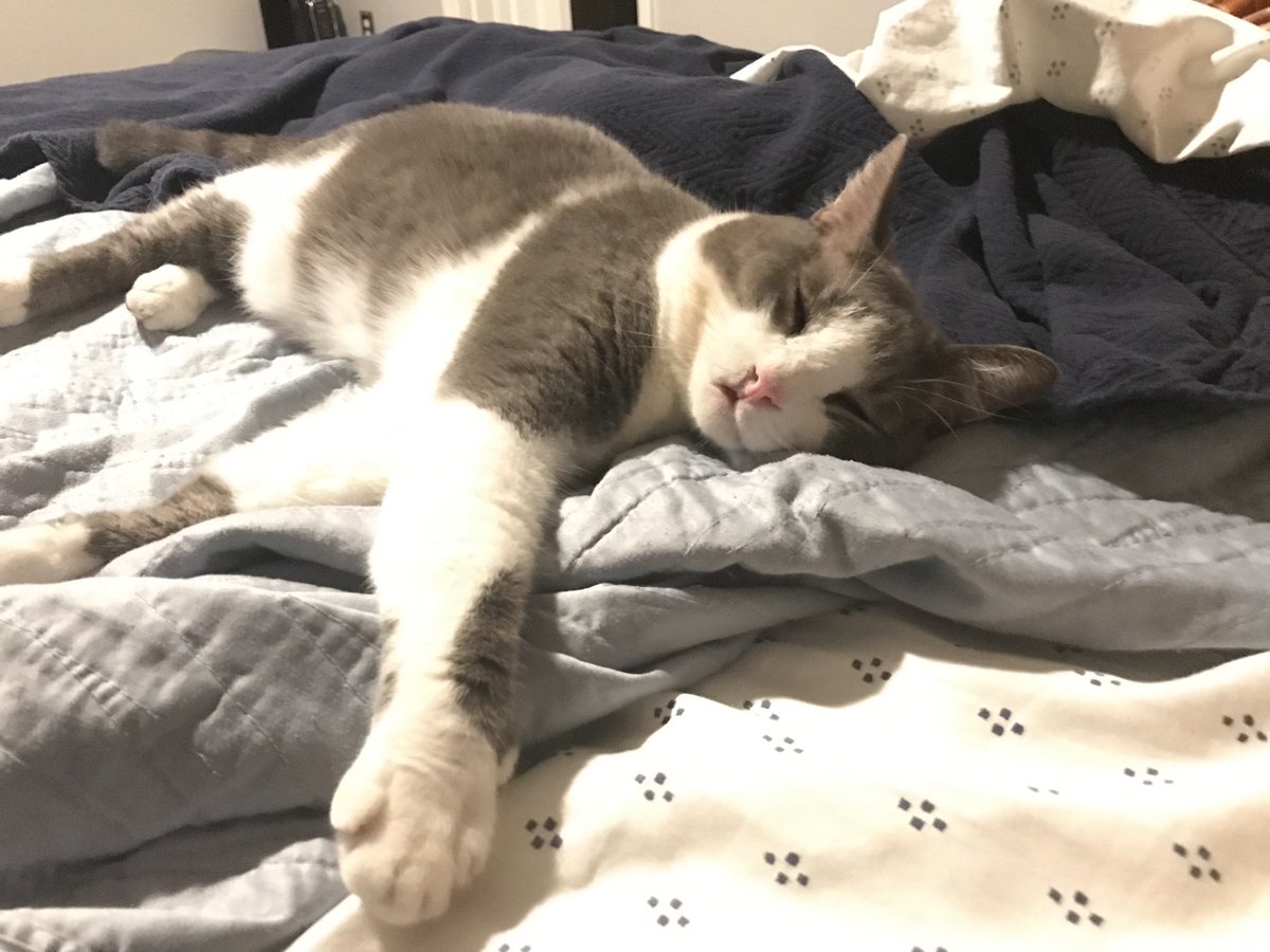 RealRuggle's tweet image. Good night #CatsOfTwitter