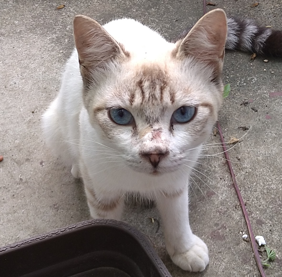 arapin3104's tweet photo. 千葉県旭市　迷い猫です。
鼻に怪我の跡がありますが深い傷ではありません。
9月21日頃から見かけるようになりました。
とても綺麗な猫でサッシを開けると部屋に入りたがります。元々野良ちゃんかもしれませんが脱走してしまった迷い猫かなーとも。
カリカリを食べるのは苦痛そうに少し見えます。 https://t.co/iduD09fMG0