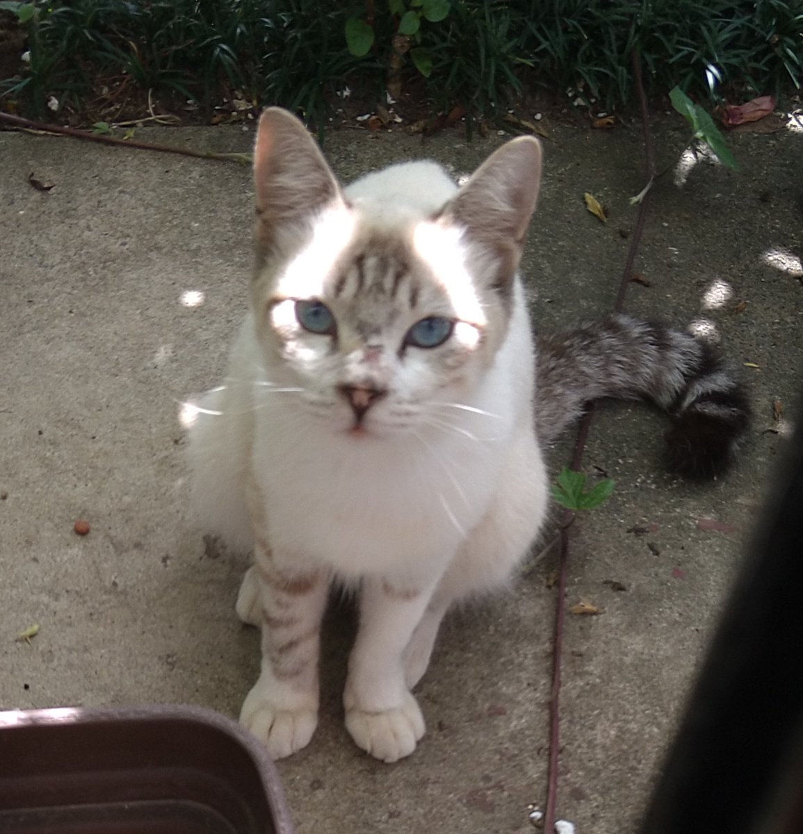 arapin3104's tweet photo. 千葉県旭市　迷い猫です。
鼻に怪我の跡がありますが深い傷ではありません。
9月21日頃から見かけるようになりました。
とても綺麗な猫でサッシを開けると部屋に入りたがります。元々野良ちゃんかもしれませんが脱走してしまった迷い猫かなーとも。
カリカリを食べるのは苦痛そうに少し見えます。 https://t.co/iduD09fMG0