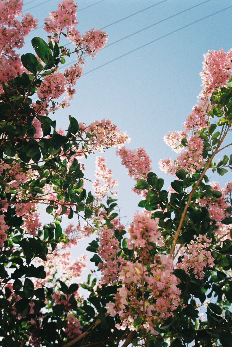 #35mm #filmphotography #flowers