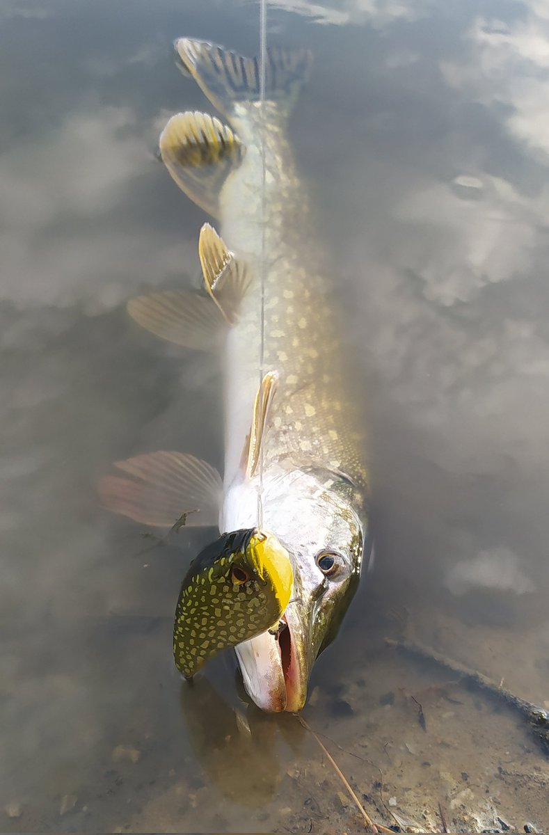 Fredbonnet35's tweet photo. Avec le temps frais, les brochets s'activent ! Le jerk JRK150 s coloris brochet caperlan déclenche les touches grâce au son de ses billes et à sa nage en zigzag ! Caperlan - Predator Fishing #fredpandafishing #caperlan_predator_fishing #caperlan #brochet #pike #decathlonredon https://t.co/te7YCdiuXV