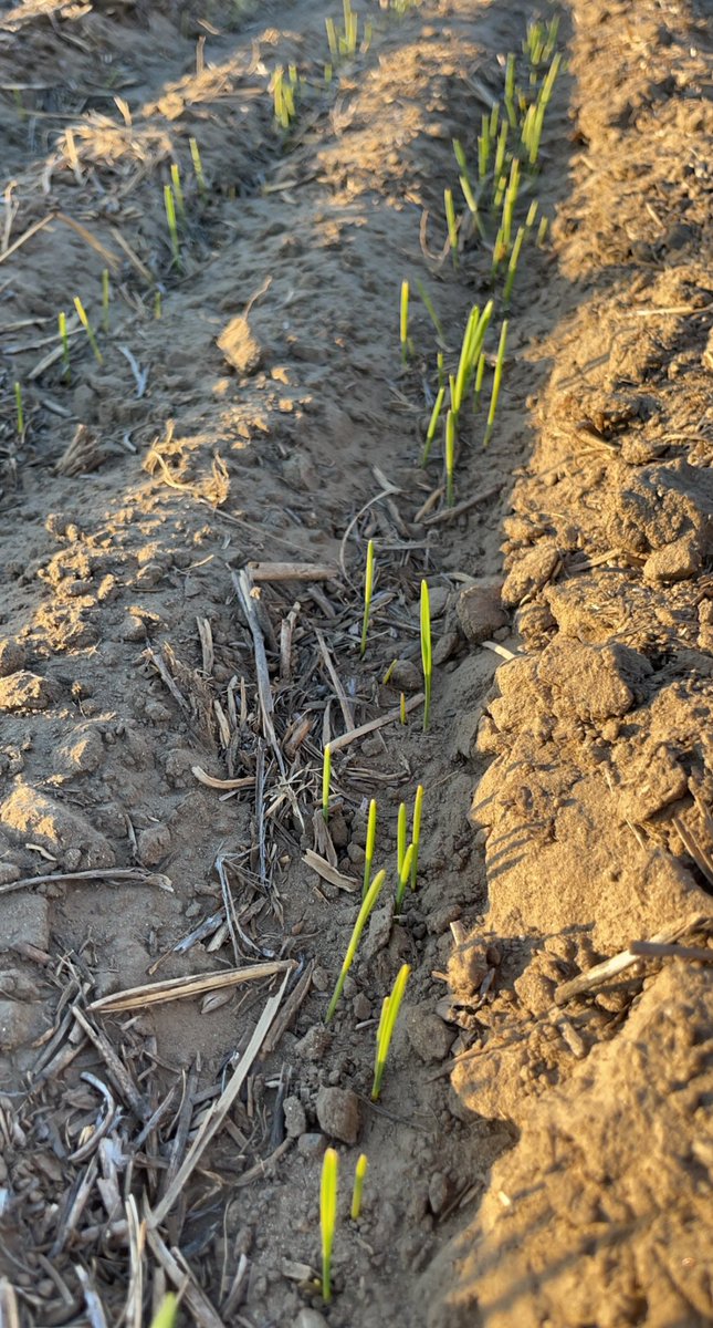 Only 6 days after planting the first wheat plants are taking in the morning light.