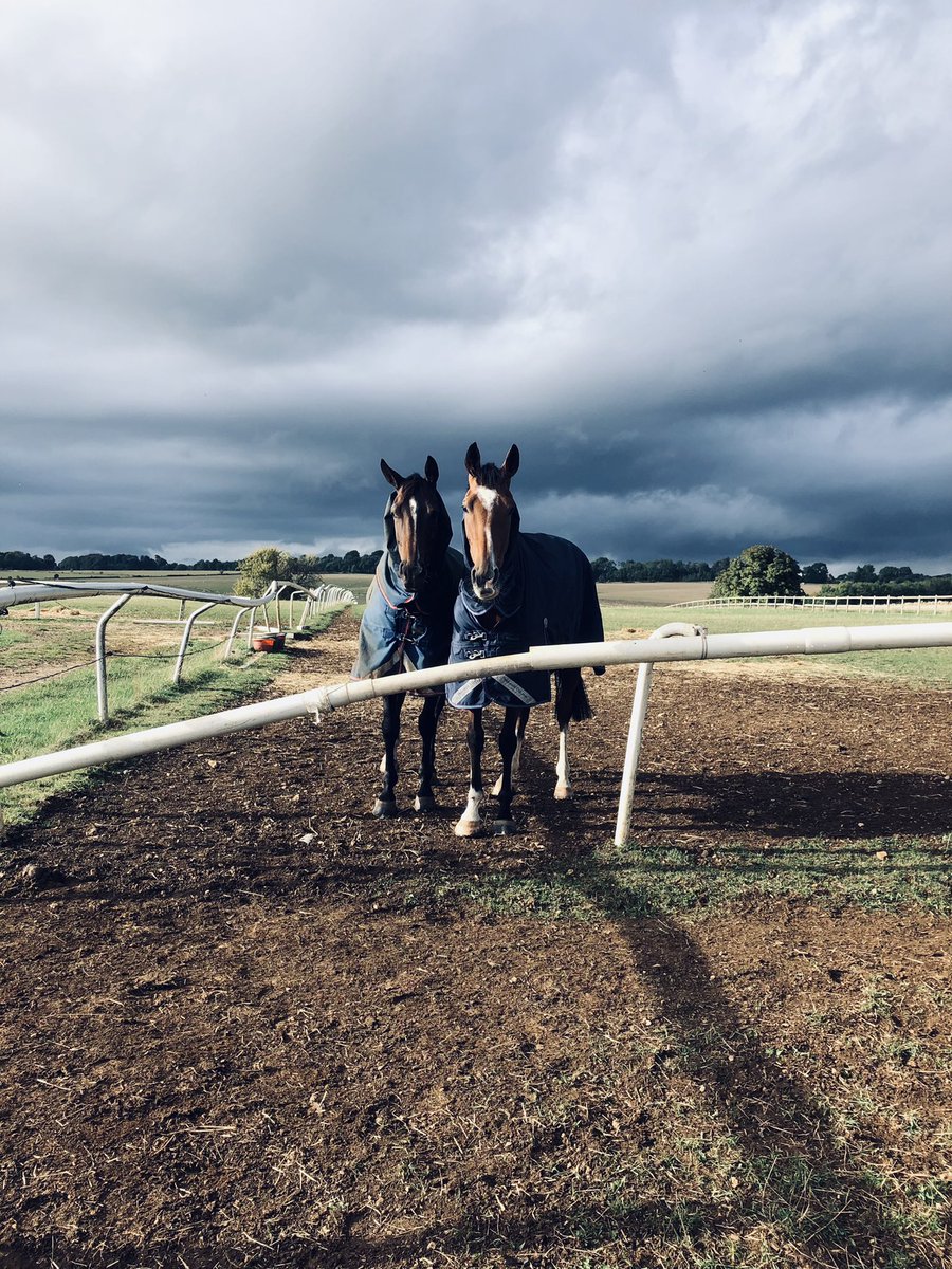 jasmin17417868's tweet photo. Windy cove and found on 🥰#bestfriends #fieldfriends https://t.co/Q1dBObVDb3