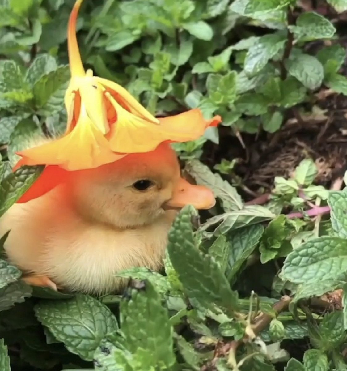 malacxite's tweet photo. @alphaforcezero Not my pets, but here are some cute lil guys to cheer people up :) https://t.co/UBLbX1gjsf