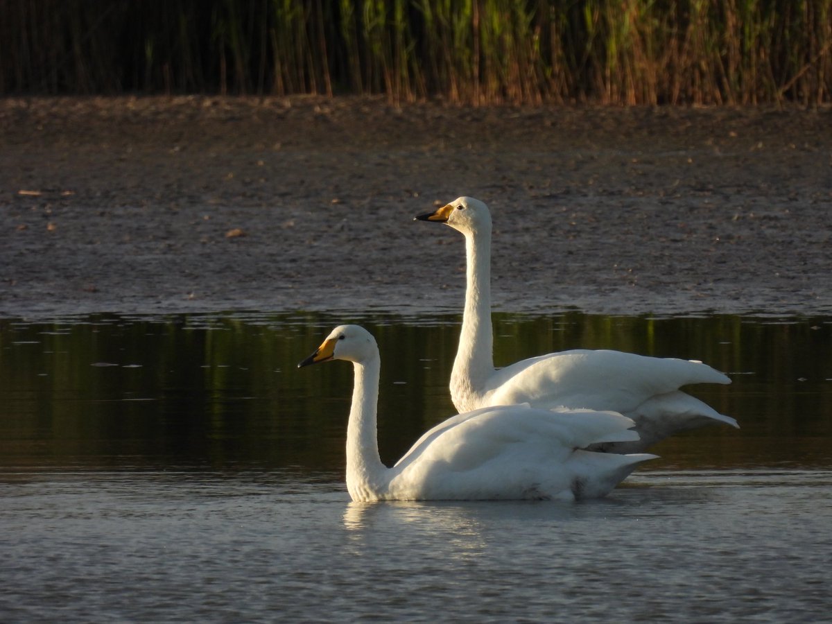 garrydwright63's tweet photo. Whooper swan huttoft pit @Lincsbirding @LWTWildNews @LincsWildlife @lincsbirders https://t.co/al6k7sxkan
