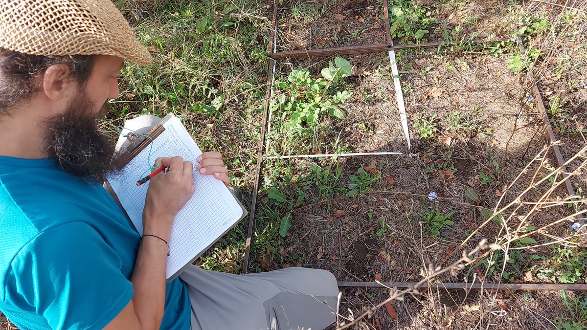 AGROECOseqC's tweet photo. What a lovely day 🌞for sampling in Rome! Our team from @CREA_Ricerca sampling #weeds &amp; #biomass at minimum #plant demand to test #agroecological management compared to #BusinessAsUsual 
👉 #covercrops #naturalcoverage #organic #apricot #orchard🍑 https://t.co/zO7sw8HVkd