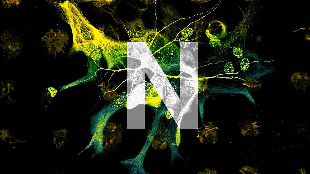 mpi_nat's tweet photo. 🔠 #MPINAT_ABC – #N like Neurobiology
How is our nervous system structured and how does it work? An emeritus group and two departments at our institute dedicate their research to these central question of #neurobiology. Find out more here 👇. https://t.co/okPQbRU6mq