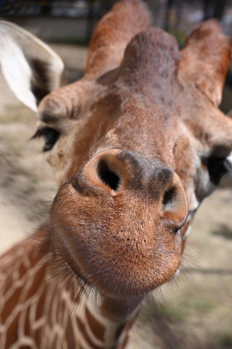 池田動物園 岡山県 の情報 ウォーカープラス