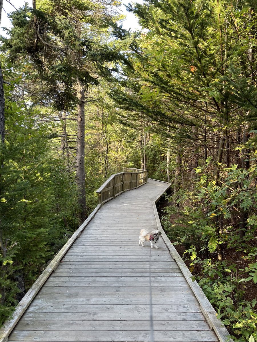 Davidlnewman's tweet photo. Just Who is Taking Who for a Walk?
Chamberlains Park
#NewfoundlandandLabrador #ConceptionBaySouth #shihtzu #mobileoffice #outportcity #allthatmightbetrue https://t.co/05hSM2jf3d