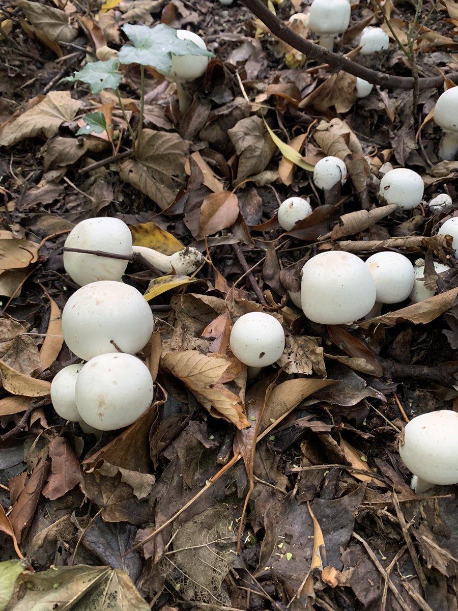 These look just like mushrooms from Tesco. Does that mean I can eat them ? 😄