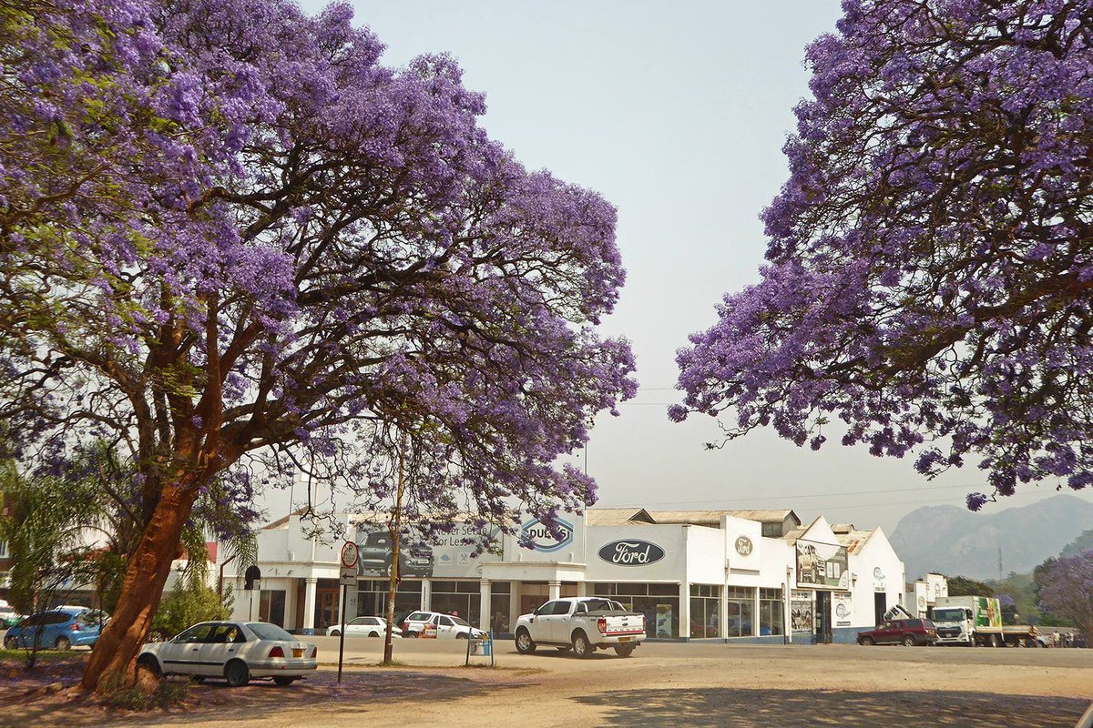 beyondeuphoria1's tweet photo. It is almost that time again. #ThePurpleSeason #Jacaranda

Can you guess this location?

📸Peter Lowenstein https://t.co/UuimcOTQWl