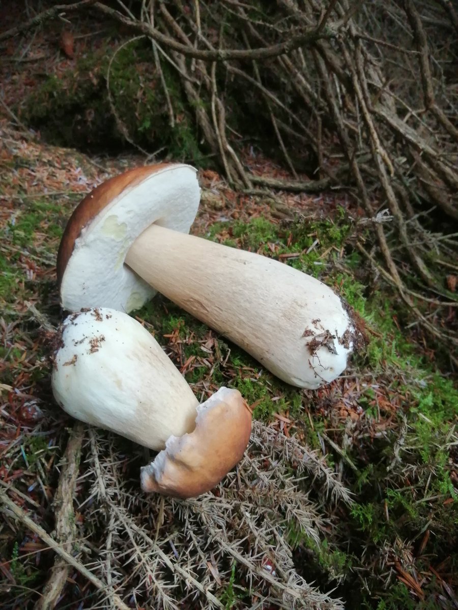 Pat12cook's tweet photo. Mushrooms, Wicklow.
In season now. https://t.co/mfn0xmHZhL