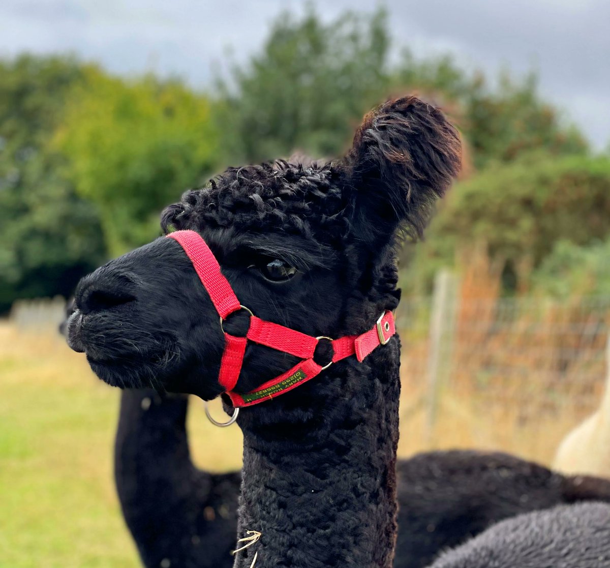 beaconalpacas's tweet photo. Here is your Indiana Jones fluffy ear appreciation post! 🥰🦙
We are still open for those cosy autumn alpaca walks 🍂🍁 click here to book yours: https://t.co/1ZLwiXJfQZ
#alpaca #beaconalpacas #huacayaalpaca #alpacapals #fluffyears #mickeymouse #indianajones https://t.co/REkc32hkzj