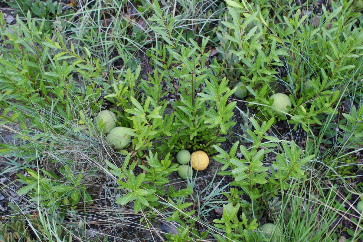 Undercovertrees's tweet photo. This species (L.gossweileri or L.lanceolata?) is low growing, with shiny, 2-colored leaves, with terminal and axillary inflorescences. They flower in the dry season and in Dec/Jan, they bear delicious, sticky fruits. You break the shell and suck out the pulp inside. 2/ https://t.co/MSvQqyneCF