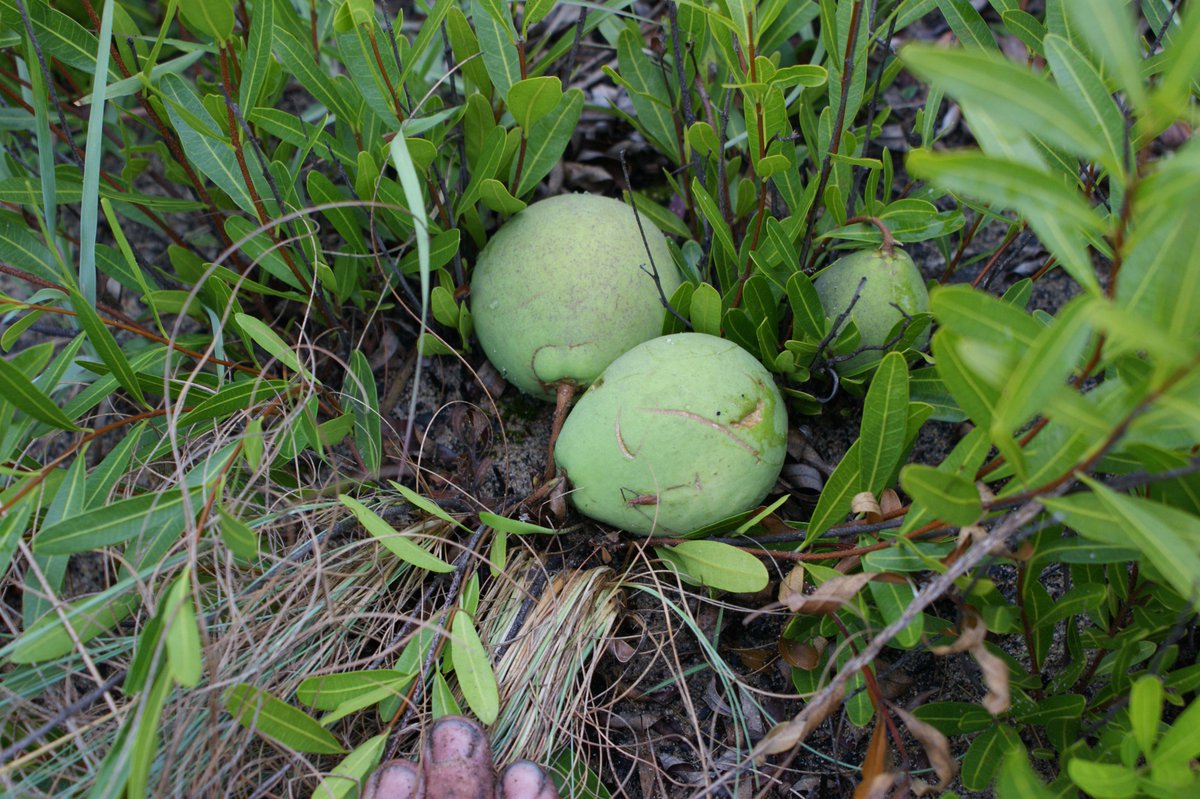 Undercovertrees's tweet photo. This species (L.gossweileri or L.lanceolata?) is low growing, with shiny, 2-colored leaves, with terminal and axillary inflorescences. They flower in the dry season and in Dec/Jan, they bear delicious, sticky fruits. You break the shell and suck out the pulp inside. 2/ https://t.co/MSvQqyneCF