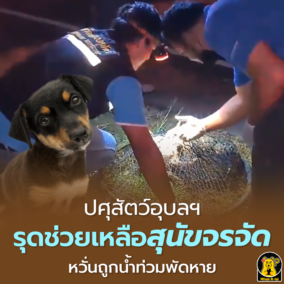 MheeRlai's tweet photo. ปศุสัตว์อุบลฯ รุดช่วยเหลือสุนัขจรจัด หวั่นถูกน้ำท่วมพัดหาย

#สุนัข #หมา #สัตว์เลี้ยง #สุนัขจรจัด #หมาจรจัด #พายุโนรู #พายุ #ประชาชน #ประเทศไทย #จังหวัดอุบลราชธานี #อุบลราชธานี #ภาคอีสาน #น้ำท่วม #อุทกภัย #กรมปศุสัตว์ #ปศุสัตว์ https://t.co/J9ZLDZd8O5