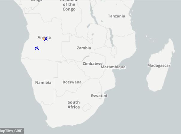 Time for #geoxyleoftheweek!
I present you Landolphia cf gossweileri (Apocynaceae), one of the characteristic species of the “Chanas de Borracha” (=rubber). This name refers to the typical latex of to the genus Landolphia, which was used to produce natural rubber. 1/