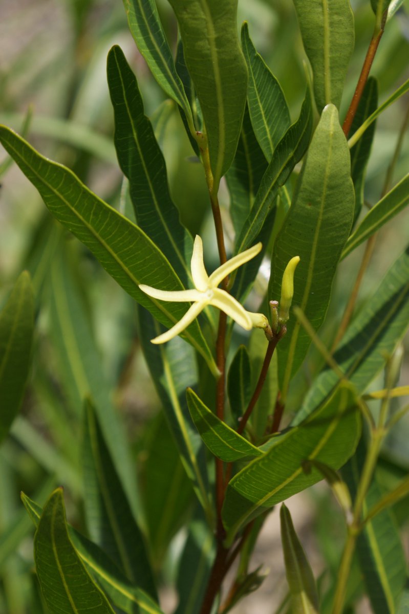 Undercovertrees's tweet photo. Time for #geoxyleoftheweek!
I present you Landolphia cf gossweileri (Apocynaceae), one of the characteristic species of the “Chanas de Borracha” (=rubber). This name refers to the typical latex of to the genus Landolphia, which was used to produce natural rubber. 1/ https://t.co/IZdRymIgY9