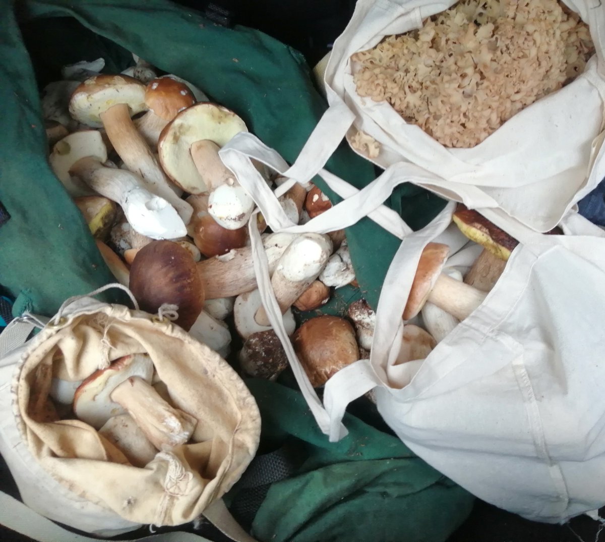 Pat12cook's tweet photo. Mushrooms, Wicklow.
In season now. https://t.co/mfn0xmHZhL