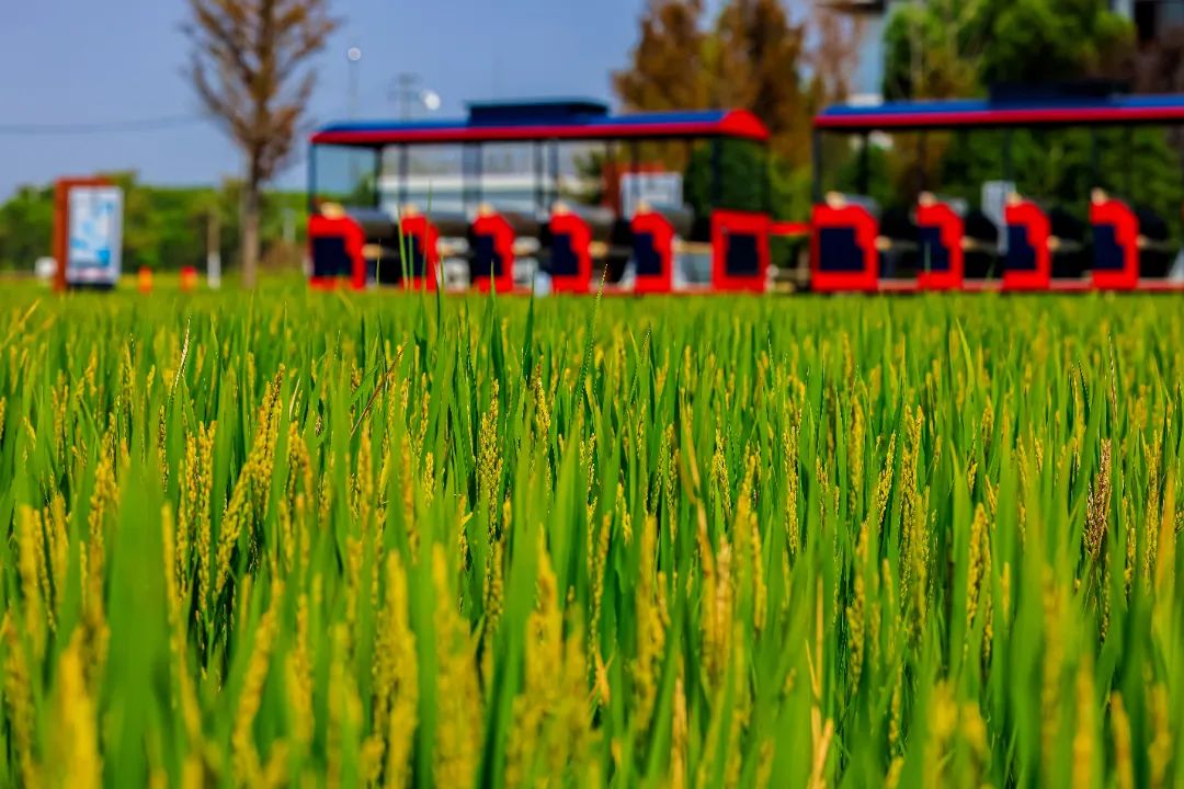 GoJiangsu's tweet photo. 😀🥳🤠Visit the North Taihu Lake Tourist Resort in #Xiangcheng district of Suzhou, #Jiangsu province! You can take a bicycle ride to admire the blue skies, lakeside villages and golden rice fields. #TravelInJS https://t.co/lSmkCZrdAp