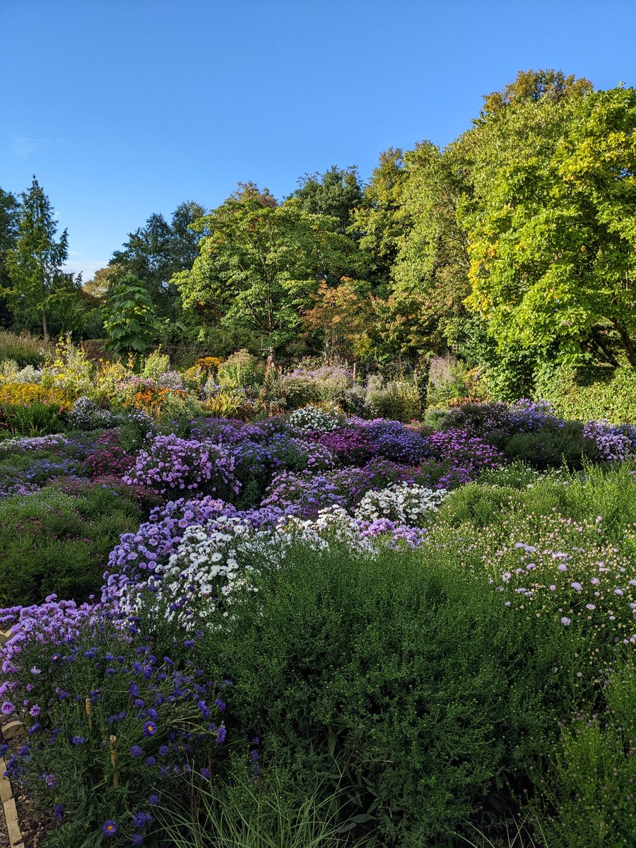 Tomorrow is Michaelmas day and the asters are well on target 🙂
