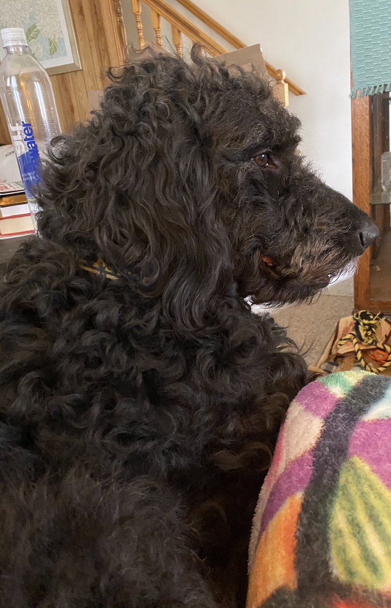nanamary68's tweet photo. My handsome boy #ziggyboy #dogsoftwitter #DogsOnTwitter #DogLovers #goldendoodles #furbaby #bestfriend https://t.co/qkQLaxOw7Z